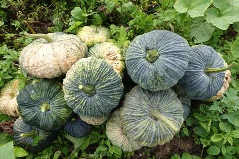 Pumpkin in the garden Foto stock