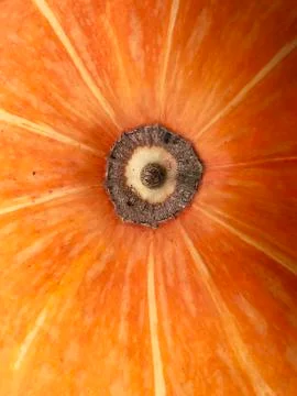 Pumpkin in the garden. Stock Photos