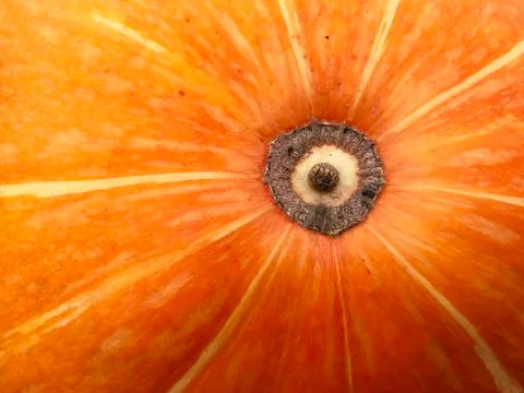 Pumpkin in the garden. Stock Photos
