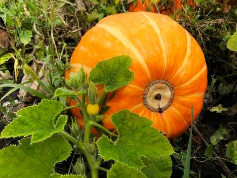 Pumpkin in the garden. Stock Photos