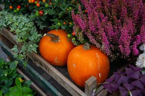 Pumpkin Garden Stock Photos