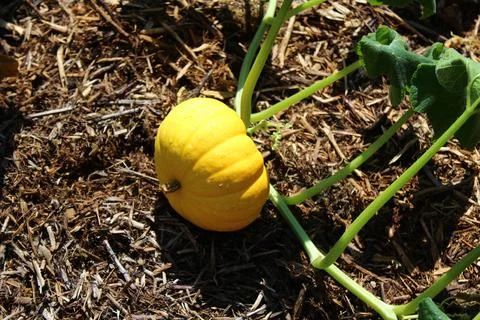 Pumpkin in the garden Stock Photos