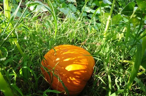 Pumpkin in Garden Stock Photos