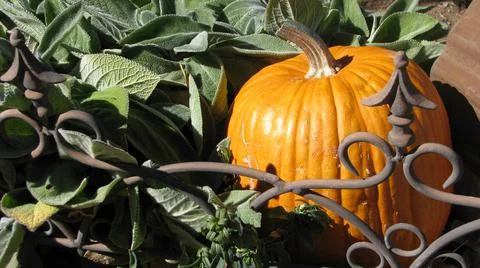 Pumpkin Garden Stock-Fotos