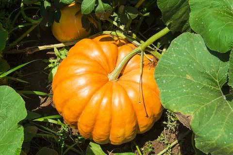 A pumpkin in the garden Stock Photos