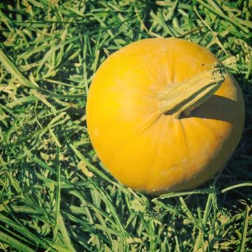 Pumpkin in the garden with retro filter effect Stock Photos