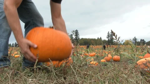 Pumpkin Gets Picked At Patch Stock Footage 68420767