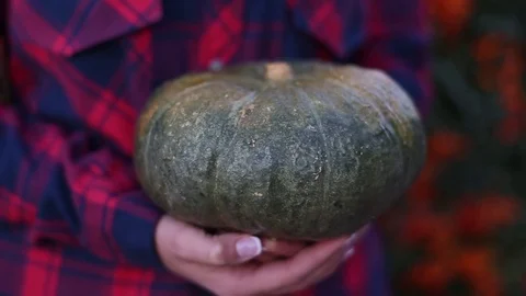 Pumpkin in a girl's hands Stock-Footage 81330952