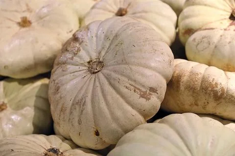 Pumpkin glory Stock Photos