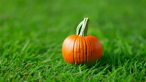 Pumpkin on grass explodes and shatters into small pieces from impact of club Vídeos de archivo 220631228