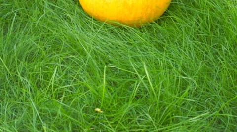 Pumpkin on grass Stock Footage 67248422