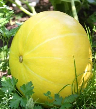 Pumpkin in the grass Stock Photos