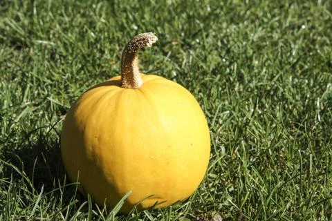Pumpkin on the grass Stock Photos