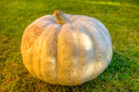 Pumpkin on the grass Stock Photos
