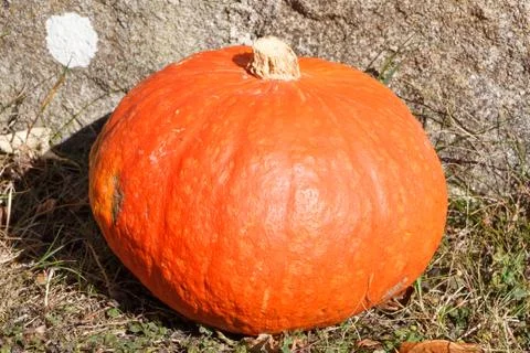 Pumpkin on grass Stock Photos