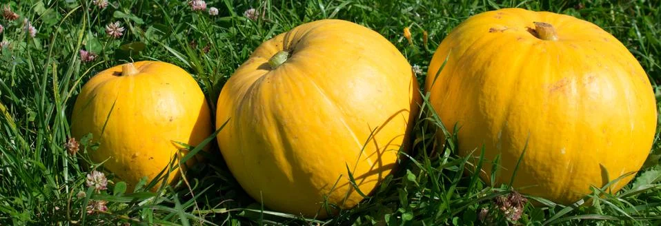 Pumpkin on grass Stock Photos
