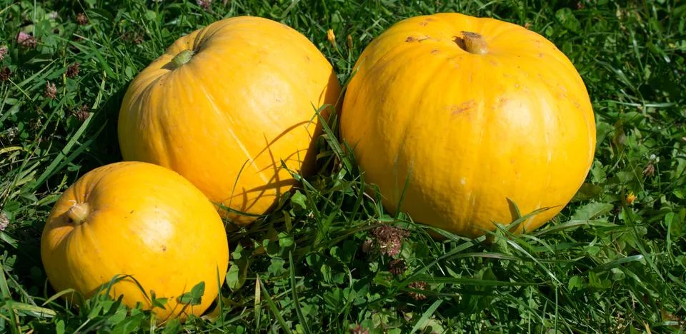 Pumpkin on grass Stock Photos