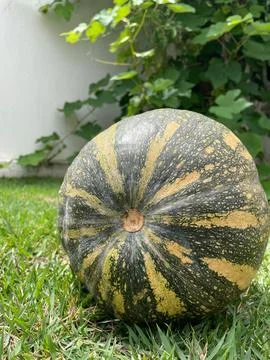 Pumpkin on green grass Stock Photos