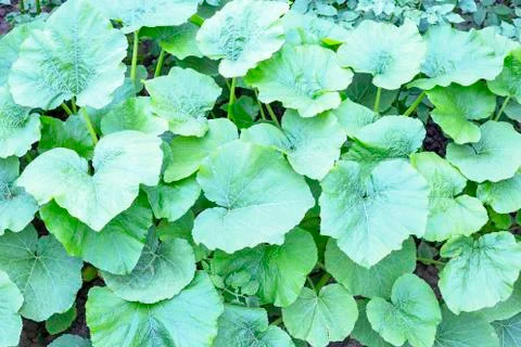Pumpkin green leaf background 3 Stock Photos