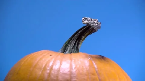 Pumpkin with green stem close up on stem spinning isolated on blue Stock Footage 218412776