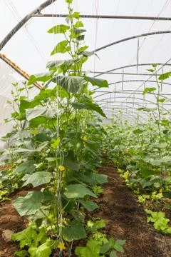 Pumpkin in  greenhouse Stock Photos