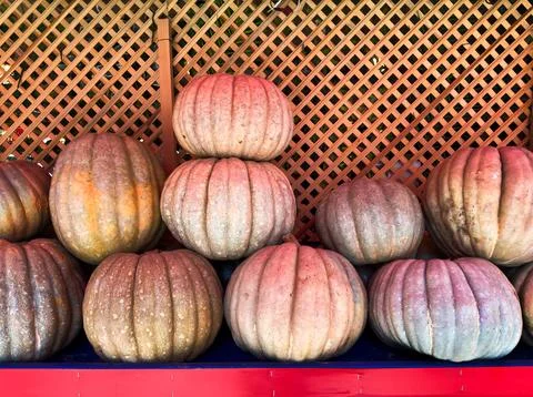 Pumpkin on a Grocery Store Stock Photos