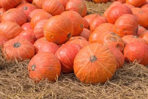 Pumpkin on ground with dry straw. Stock Photos