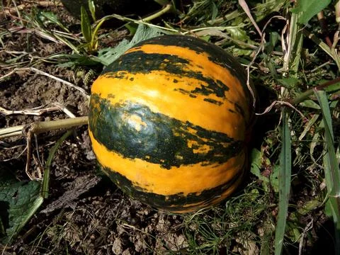 Pumpkin on the ground at farm 스톡 사진