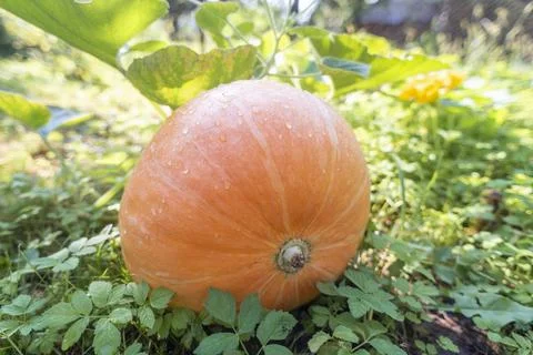 Pumpkin on ground Stock Photos