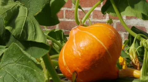 Pumpkin growing brick wall in the background Stock Footage 54098017