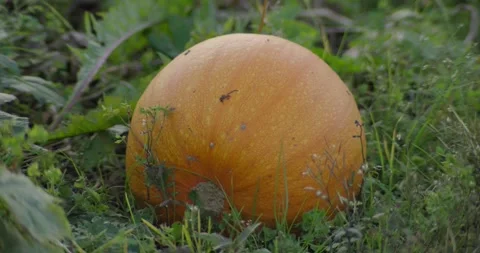 Pumpkin Growing In Field At Sunset Long Lens Close Up Magic Hour Vídeo Stock 285177291