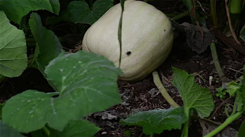 Pumpkin  growing Stock Footage 151190278