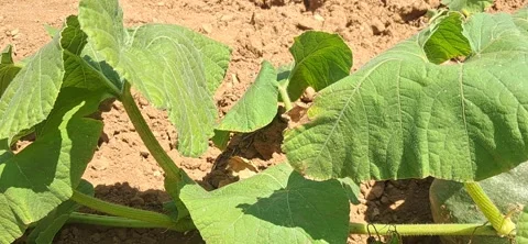 Pumpkin Growing in Organic Field Stock Footage 342106283
