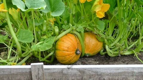 Pumpkin growing on raised garden bed, stock video footage Stock Footage 167568786