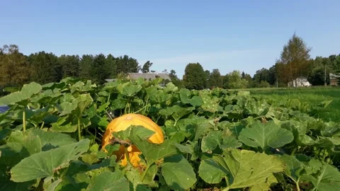 Pumpkin Growing In The Vegetable Garden. Stock Footage 139088978