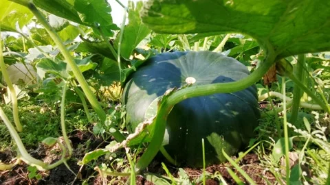 Pumpkin Growing In The Vegetable Garden. Stock Footage 139089030