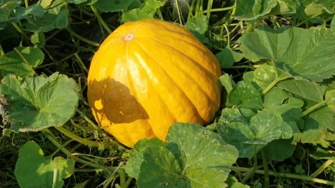 Pumpkin Growing In The Vegetable Garden. Stock Footage 139089076