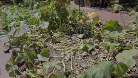 Pumpkin growing on vine Vídeo Stock 347240749