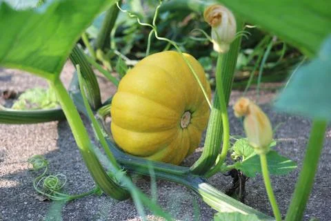 Pumpkin Growing On Vine Foto stock