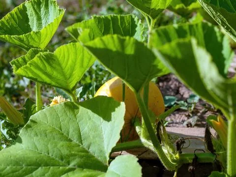 Pumpkin grows on a bed in the garden Stock Photos