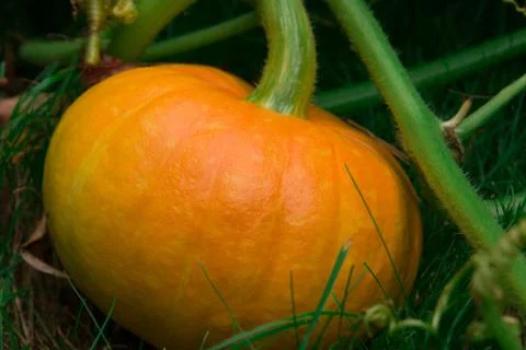 Pumpkin grows in the garden close-up Stock Photos