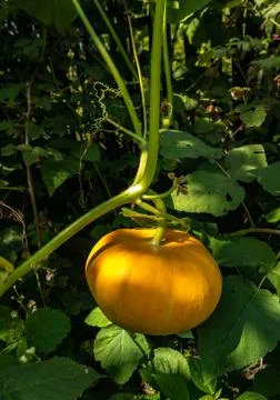 Pumpkin grows in the garden Stock Photos