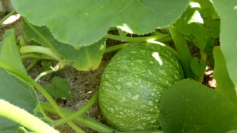 Pumpkin grows on the ridge. Maturation of vegetables on the plot in the summe Stock Footage 143785467
