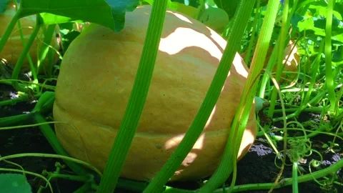 Pumpkin grows in the vegetable garden. orange pumpkin on the ground in green Stock Footage 142219233