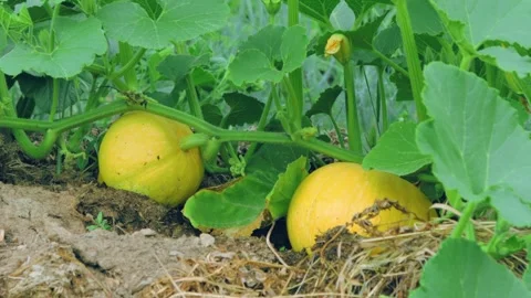 Pumpkin growth process in closeup 库存影片 258854511