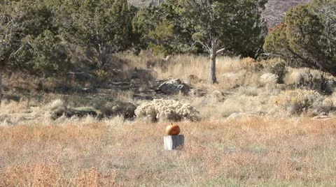 Pumpkin halloween explode huge by rifle shot P HD 0472 Vídeos de archivo 8911271