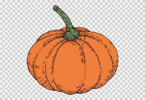 Pumpkin hand draw with brush style isolated on png or transparent texture,Hal Stock Illustration