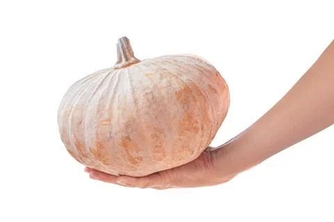 Pumpkin in hand isolated on white background. with clipping path. Stock Photos