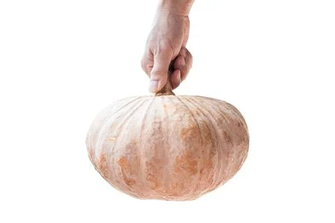 Pumpkin in hand isolated on white background. with clipping path. Stock Photos