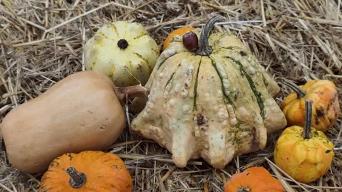 Pumpkin Harvest Background with Assorted Gourds for Halloween and Thanksgiving Video stock 347898010